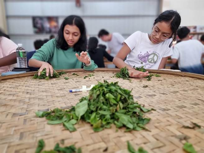新加坡游学首发团25日到南投展开3天2夜行程，他们到日月潭体验制作红茶课程。（南投县政府提供／杨静茹南投传真）