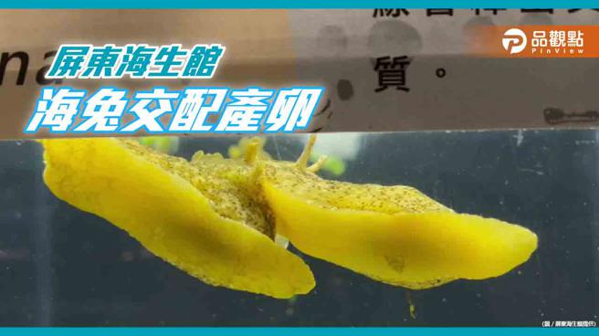 兔年要生兔宝宝  屏东海生馆海兔交配产卵(屏东海生馆提供)
