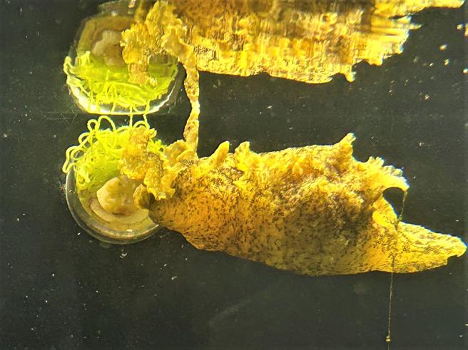 染斑海兔与卵团(屏东海生馆提供)