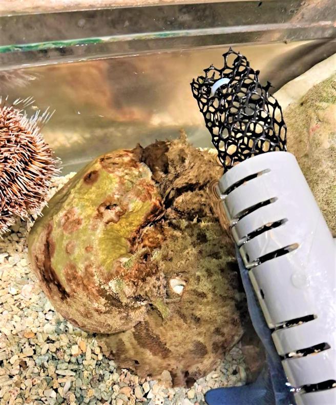 截尾海兔交配(屏东海生馆提供)