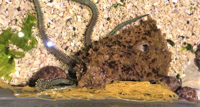 截尾海兔产卵(屏东海生馆提供)