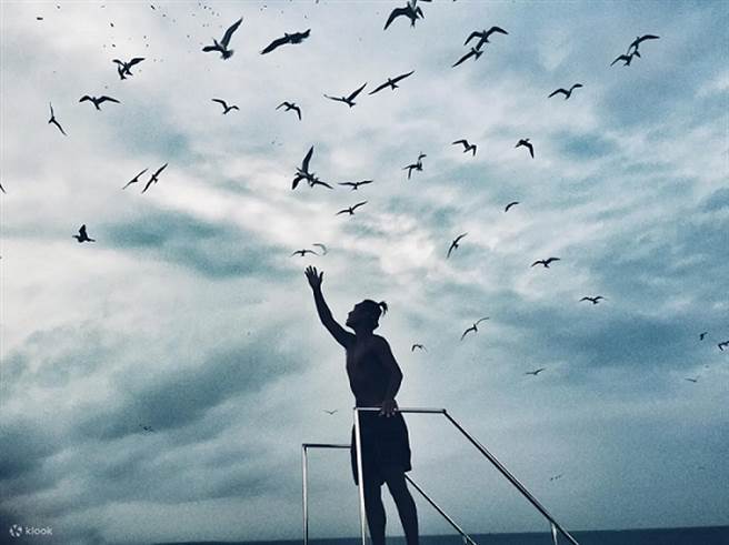 参加东海无人岛跳岛一日游，体验喂海鸥的乐趣 。（Klook提供）