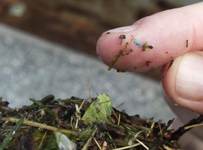 肉眼难辨的塑胶微粒几乎无所不在，难以计数。美国、奥地利团队研究经由老鼠实验发现，塑胶微粒进入体内只需2小时即可抵达大脑。（资料照／美联社）
