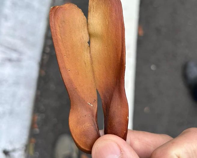 路边捡到「童年回忆」，引起眾人讨论。（图／翻摄自爆料公社）