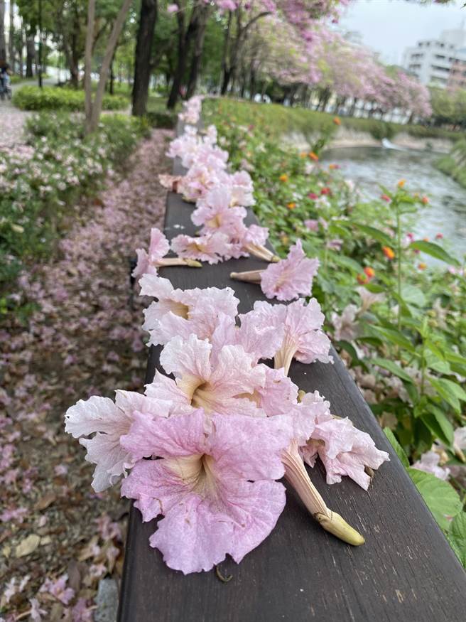 掉落的粉红花瓣不管用哪个角度拍摄，都是粉嫩梦幻美感十足。（张妍溱摄）