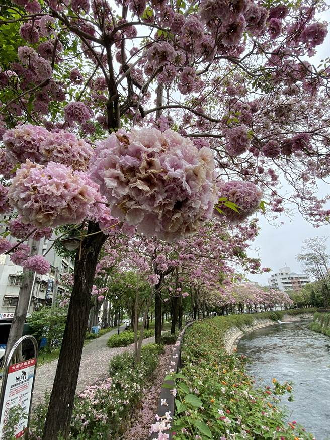 1朵朵粉红色花朵，整棵树宛如挂满1颗颗「草莓棉花糖」，看起来松松、软软地，好甜蜜、好梦幻。（张妍溱摄）
