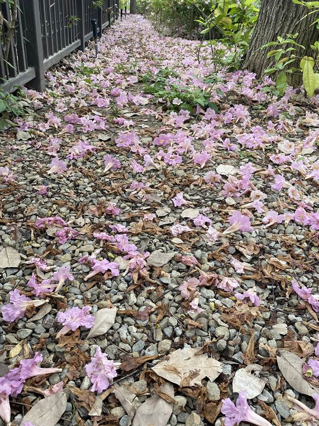 漫步在铺满花瓣的步道上踩踏上要小心有点湿滑。（张妍溱摄）