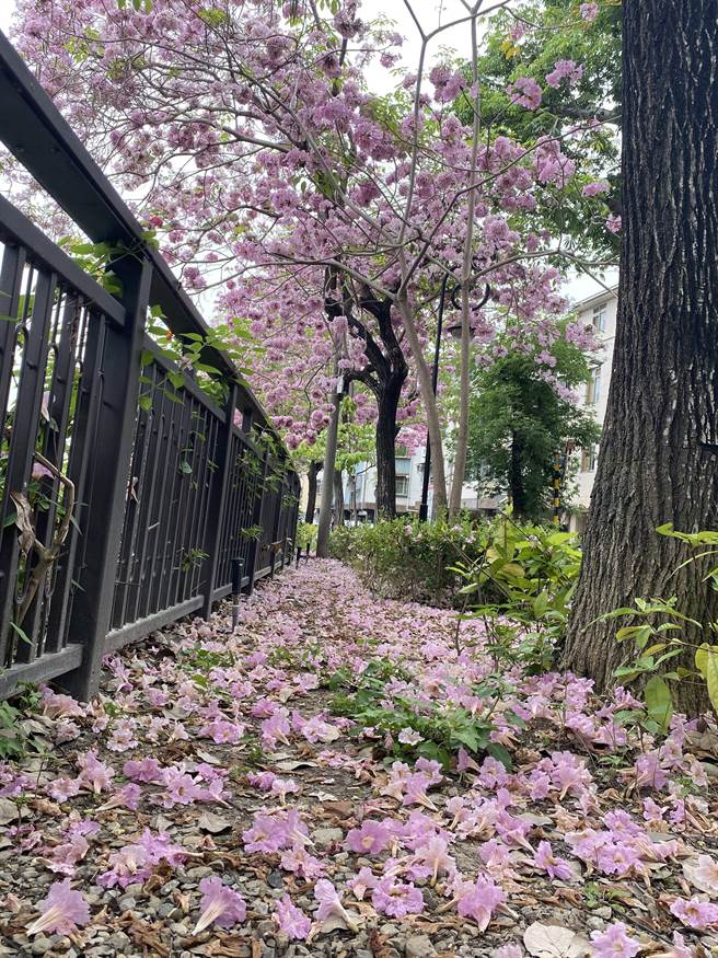 台中市南区永南街上沿着绿川河畔，沿途飘落着粉红花雨，现为全盛花期是最美的时刻，建议民眾抢「鲜」拍。（张妍溱摄）