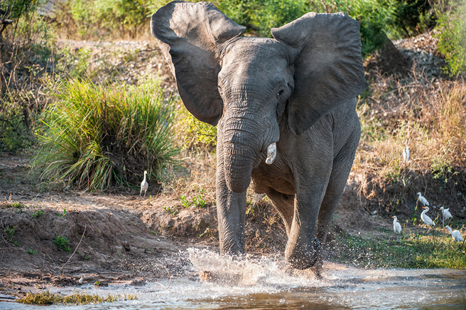 女遊客不斷拿香蕉逗弄大象，最終慘被頂飛。（示意圖／達志影像）
