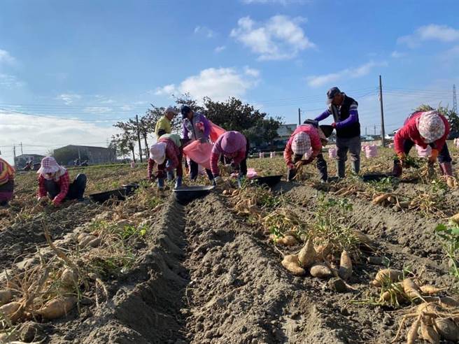 水林乡的土壤与气候很适合种植地瓜（番薯），质地特别美味，香甜、松软、Q度佳，台北的老师们团购吃了很惊艳！（周丽兰摄）