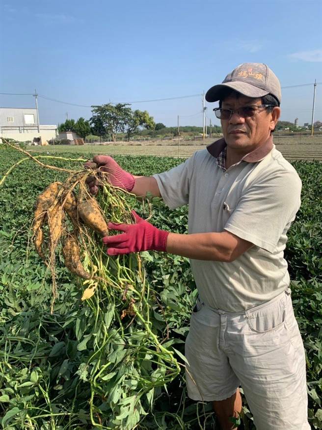 退休校长纪力有投入种植地瓜，品质非常好，也展开人生新生涯。（周丽兰摄）