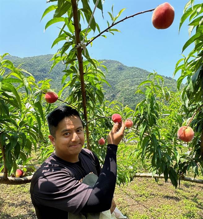 金佐融用心照顾红玉甜桃，分享丰收的喜悦。（廖志晃摄）