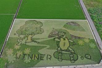 苑裡鎮農彩繪稻田圖樣答案揭曉  兔年「龜兔賽跑」主題登場