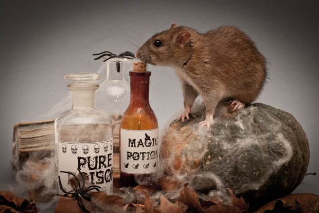 交换生误食老鼠药命危，专家曝恐怖成分。（图／shutterstock）