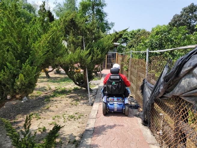 位于古坑乡棋盘村的疗癒农园种罗汉松、落羽松，因为种松谐音台语「正常」。（周丽兰摄）