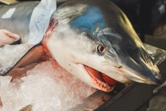 超市驚現真實食物鏈 整條鯊魚嘴咬鯛魚頭 店家揭原因