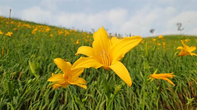 彰化县花坛乡虎山巖金针花园区黄花点点，宣告花季来临。（陈姓游客提供／孙英哲彰化传真）