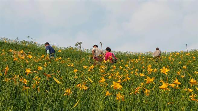 五一连假一早就有游客到彰化县花坛乡虎山巖金针花园区健行、赏花。（陈姓游客提供／孙英哲彰化传真）