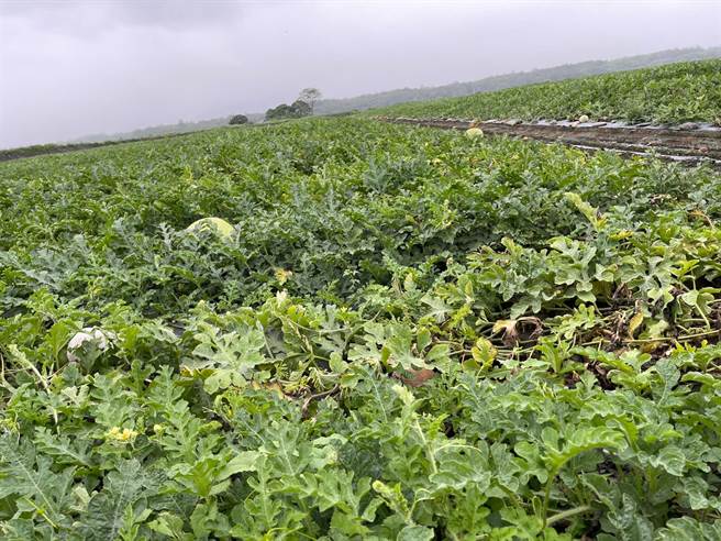 花莲县寿丰乡、凤林镇一期作早植西瓜今年初受寒流影响受损，且受灾面积均达现金救助启动标准，经花莲县政府向中央争取，每公顷救助额度为6.2万元。（花莲县政府提供／罗亦晽花莲传真）