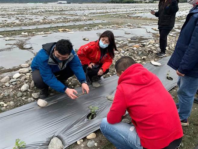 花莲县寿丰乡、凤林镇一期作早植西瓜今年初受寒流影响受损，且受灾面积均达现金救助启动标准，经花莲县政府向中央争取，每公顷救助额度为6.2万元。（花莲县政府提供／罗亦晽花莲传真）