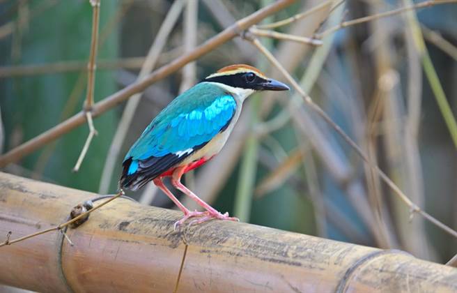 台南鸟会指出，八色鸟为夏候鸟，每年4、5月飞抵台湾繁殖，是相当少见的鸟。(台南鸟会提供／曹婷婷台南传真)