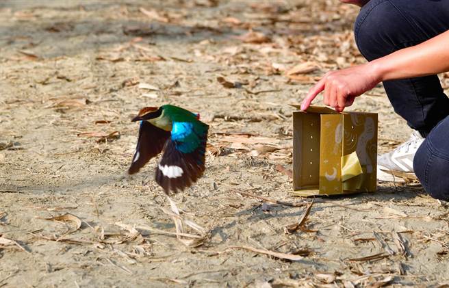 台南鸟会救伤志工昨天带着这只误闯「汤姆熊」的八色鸟到六甲山区野放，助牠重返大自然。(台南鸟会提供／曹婷婷台南传真)