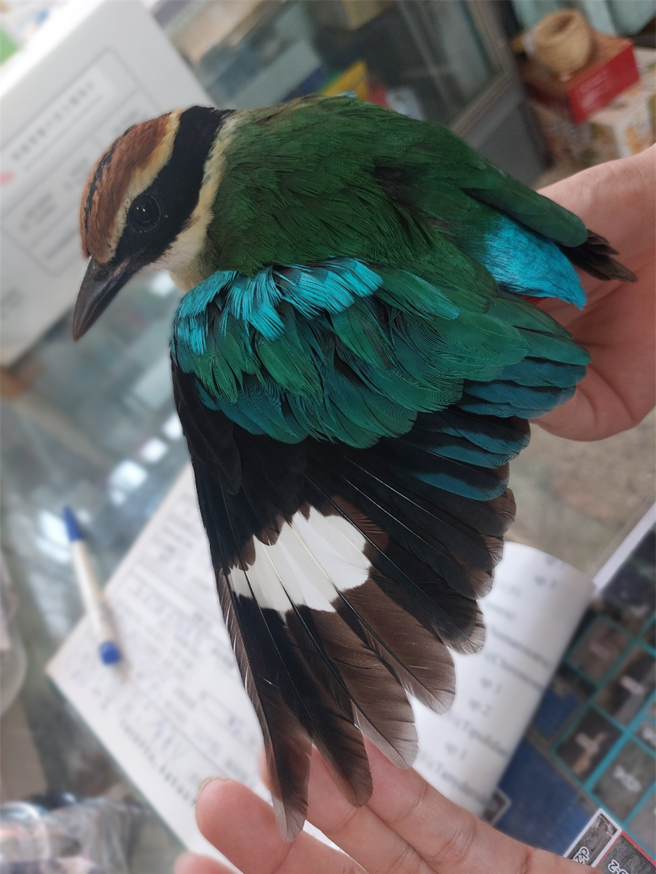 迷途在汤姆熊的八色鸟经台南鸟会救伤志工检视，没有外伤，身体也没太大问题。(台南鸟会提供／曹婷婷台南传真)