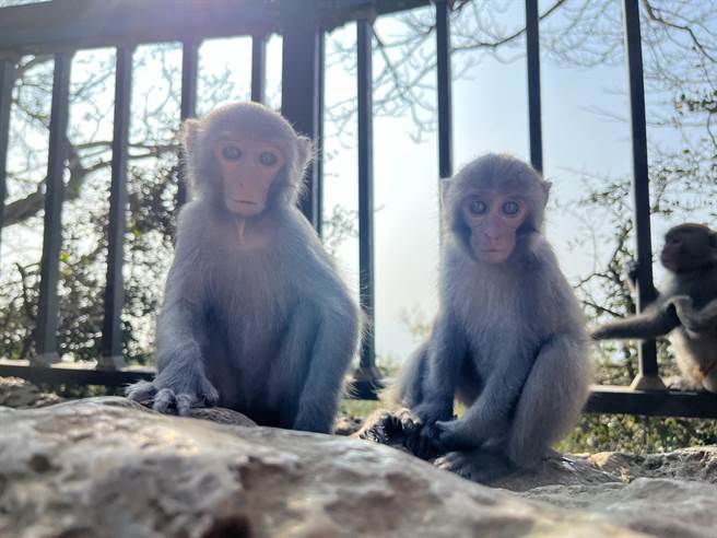 猕猴貌似无害亲人，但身上可能带有人畜共通的恙虫、疱疹B病毒、阿米巴原虫，致死率高，民眾不可不慎。（袁庭尧摄）