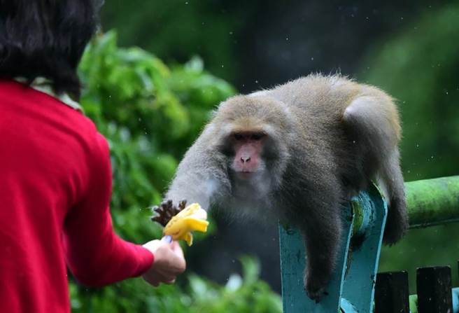 专家提醒，野生动物身上还有大量、未知的传染病源，民眾千万要保持距离，更不要再有喂食行为。（本报资料照）