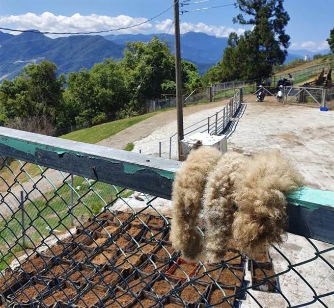 清境农场日前在脸书发出小羊的断尾挂在围栏上的照片，引起民眾讨论。（翻摄自清境农场脸书）