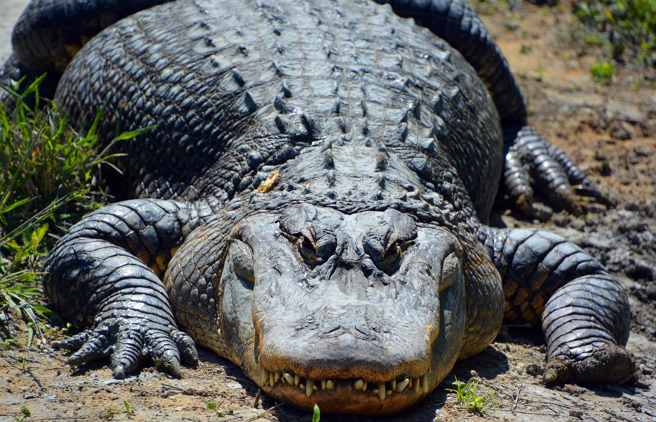 1名女子在住家附近发现1只一米长的鱷鱼，吓得赶紧报案求援。（示意图/shutterstock）