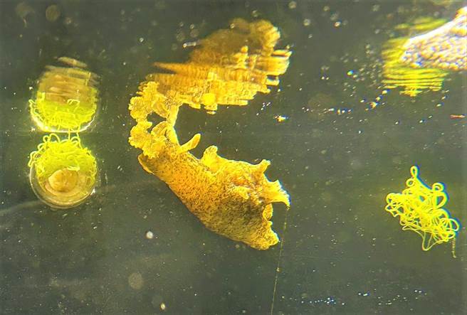 屏东海生馆的「染斑海兔」与「截尾海兔」，近日开始交配产卵，令参观的游客啧啧称奇。（谢佳潾摄）