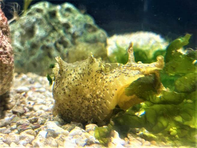 屏东海生馆的「染斑海兔」与「截尾海兔」，近日开始交配产卵，令参观的游客啧啧称奇。（谢佳潾摄）