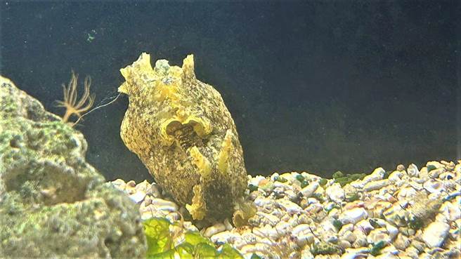 屏东海生馆的「染斑海兔」与「截尾海兔」，近日开始交配产卵，令参观的游客啧啧称奇。（谢佳潾摄）