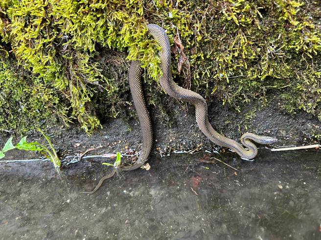 民眾日前到鹿林山健行，遇到游过水沟的标蛇。（沈挥胜提供）