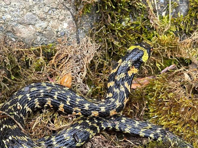 同一地点，又看到台湾赤炼蛇从山沟缝隙「溜过」。（沈挥胜提供）