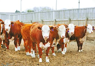 加拿大全齡牛肉 最快下半年進口