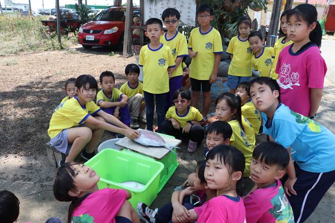 小学生动手刮鱼鳞，深度认识虱目鱼生长到加工的歷程。(曹婷婷摄)