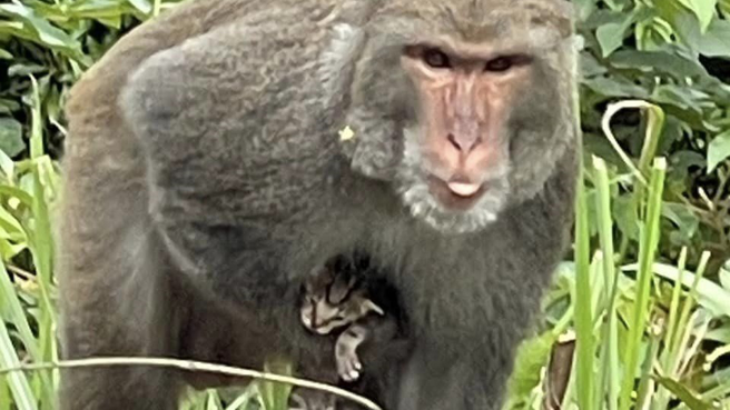民眾发现弥猴抱着小猫不肯放开。（图／网友授权提供）
