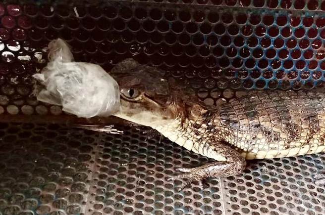 埔里妈祖庙附近圳沟又有眼镜凯门鱷疑似遭弃养，消防员捕获鱷鱼，基于安全以胶带缠住鱷鱼的嘴巴。（民眾提供／杨静茹南投传真）