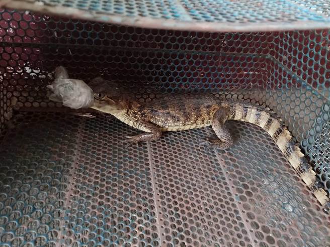 埔里消防人员捕获在圳沟出没的眼镜凯门鱷，县府农业处人员已将鱷鱼带回安置。（民眾提供／杨静茹南投传真）