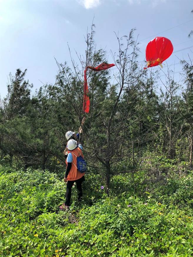 1颗大型红色气球挂在云林县麦寮乡浊水溪出海口防风林树梢，气球下方红布条写着简体字。（吴明宜提供／张朝欣云林传真）