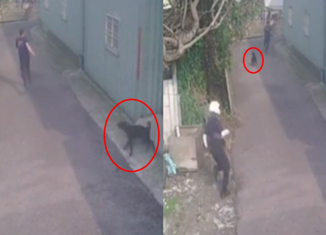 酒驾男子因遭员警拦查，竟弃车逃跑，岂料，在1处民宅前遭到小黑狗帮忙追，而员警也顺利逮到酒驾男。（翻摄自社会事新闻影音）