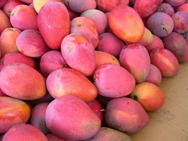 芒果即将进入盛产期，坊间传言「在欉黄」的品质最好，但高雄农改场打破迷失，强调各品种的採收成熟度攸关果实品质的优劣，所以「在欉黄」未必最好吃。（高农农改场提供／谢佳潾屏东传真）