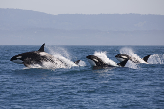 影》震撼！30頭殺人鯨「圍攻」2灰鯨 激戰6小時畫面曝光