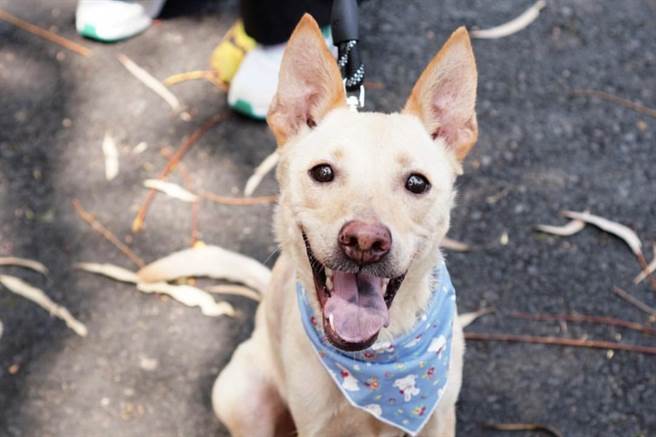 近来许多民眾认养毛小孩，把毛小孩当家人。（动保处提供／林瑞益高雄传真）