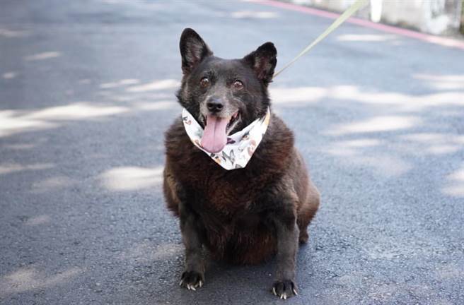 高雄市动保处欢迎民眾到寿山及燕巢动物保护关爱园区与毛小孩互动，挑选心仪的狗猫。（动保处提供／林瑞益高雄传真）