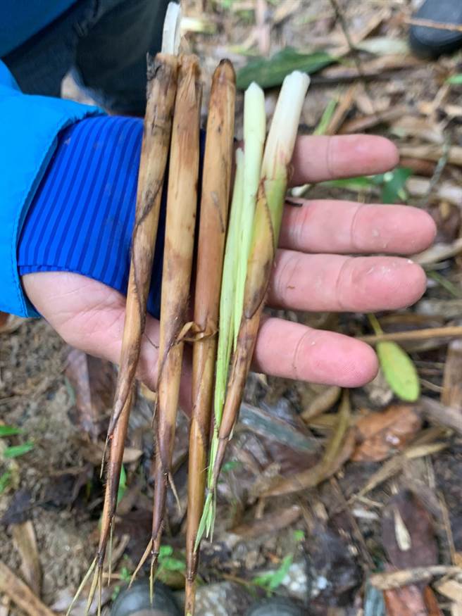 箭笋是一年一产的作物，今年受气异常影响，却又受到台湾猕猴啃食，农友苦不堪言。（花莲县府农业处提供／王志伟花莲传真）