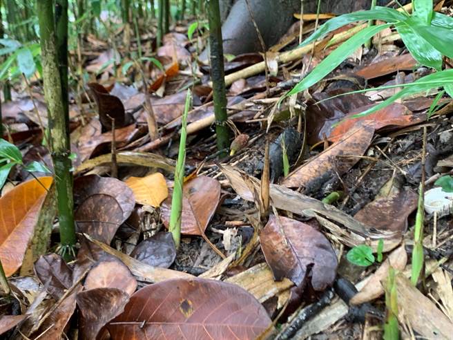今年箭笋受气异常影响，却发现又受台湾猕猴啃食，农友苦不堪言。（花莲县府农业处提供／王志伟花莲传真）