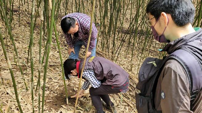 箭笋是一年一产的作物，今年受气异常影响，却又受到台湾猕猴啃食，农友苦不堪言。（花莲县府农业处提供／王志伟花莲传真）